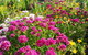Blooming Delight Tauranga - thumb 2