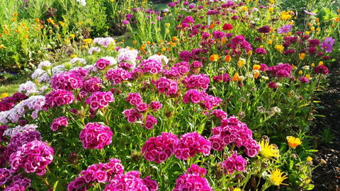 Blooming Delight Tauranga - Accommodation New Zealand 2