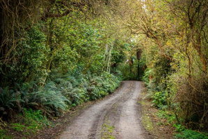 Catlins Mohua Park