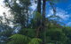 Franz Josef Oasis - thumb 3