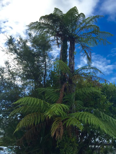 Franz Josef Oasis - Accommodation New Zealand 3
