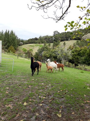 Grant and Sue's alpacas