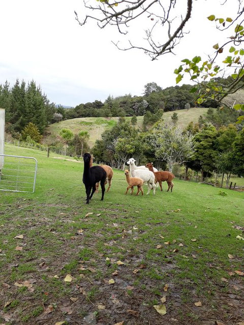 Grant And Sue's Alpacas - Accommodation New Zealand 0