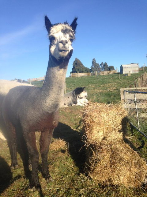 Gumtree Farmstay - Accommodation New Zealand 1