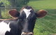 Gumtree Farmstay - thumb 2