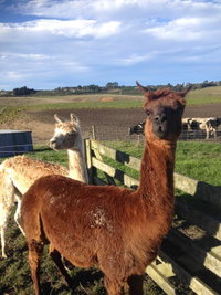 Gumtree Farmstay