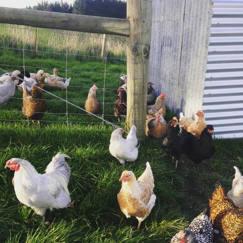 Gumtree Farmstay - Accommodation New Zealand 3