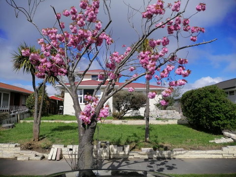 Homestay Family Room, Near The City Center, Clean & Tidy !!!! - Accommodation New Zealand 1