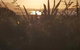 Lake Brunner Best Sunsets Trout Fishing - thumb 3
