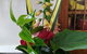 Lancewood Lodge - thumb 3
