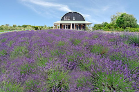 Lavender Hill - Accommodation New Zealand 0