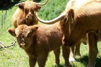 Essons Valley Farmstay B  b
